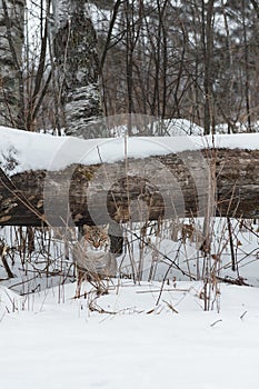 Bobcat Lynx rufus Sits Under Log Winter