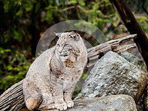 Bobcat Lynx rufus sitting on a rock with forest background