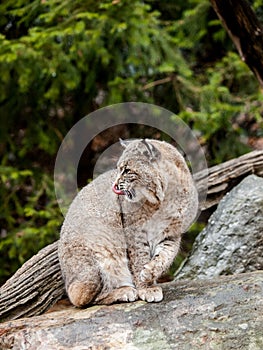 Bobcat Lynx rufus sitting on a rock with forest background