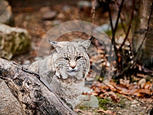 Bobcat Lynx rufus sitting on a rock with forest background