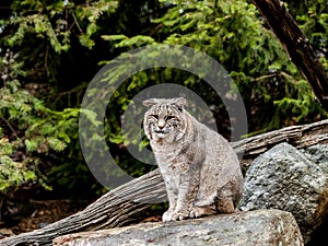 Bobcat Lynx rufus sitting on a rock with forest background