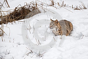 Bobcat (Lynx rufus) Sitting in Snow Looks Up to Left Winter