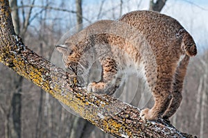 Bobcat (Lynx rufus) Sniffs at Tree Branch