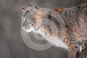 Bobcat (Lynx rufus) with Snow on His Face