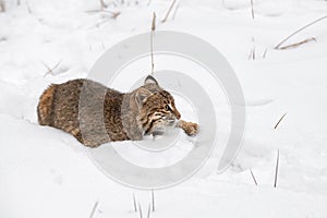 Bobcat (Lynx rufus) in Snow One Paw Extended Forward Winter