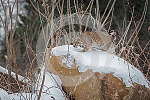 Bobcat Lynx rufus Stalks Across Snowy Rock Winter