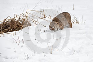 Bobcat (Lynx rufus) Stalks Chin Forward Winter