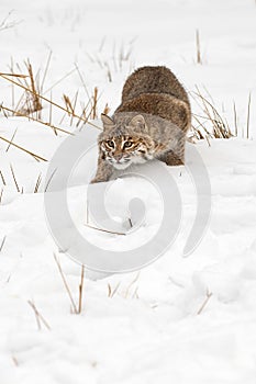 Bobcat (Lynx rufus) Stalks Forward Head Down Winter