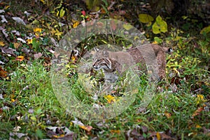 Bobcat Lynx rufus Stalks Left Through Grasses Autumn