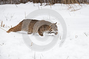 Bobcat Lynx rufus Stalks Right Across Snow Winter