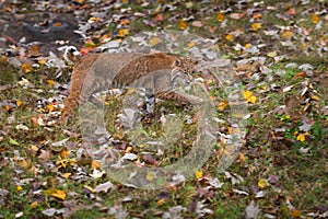 Bobcat Lynx rufus Stalks Right Autumn