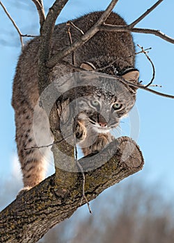 Bobcat (Lynx rufus) Stalks from Tree