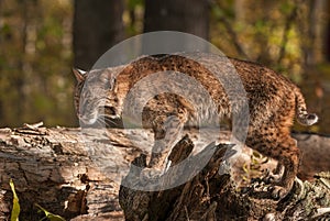 Bobcat Lynx rufus Stands Atop Log