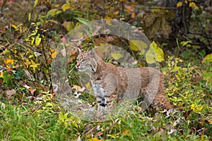 Bobcat Lynx rufus Stands in Autumn Grasses