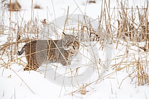 Bobcat Lynx rufus Stands Behind Weeds Turned Back Winter