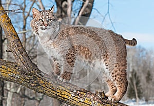 Bobcat (Lynx rufus) Stands on Branch