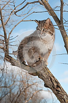 Bobcat (Lynx rufus) Stands on Branch Looking Left