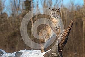 Bobcat Lynx rufus Stands on Log Ears Back