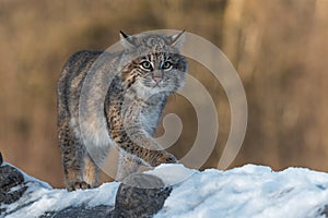 Bobcat Lynx rufus Stands on Log One Paw Forward Winter