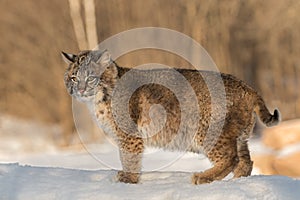 Bobcat Lynx rufus Stands Looking Out