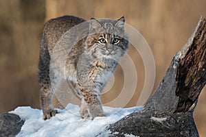 Bobcat Lynx rufus Stands Next to Log Spur Winter