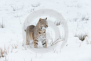 Bobcat Lynx rufus Stands in Snow Listening Winter