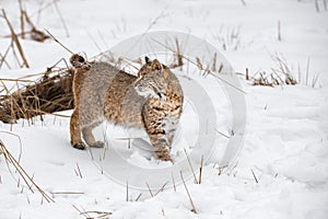 Bobcat (Lynx rufus) Stands in Snow Looking Back to Left Winter