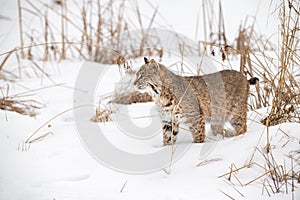 Bobcat Lynx rufus Stands in Snow Looking Left Winter
