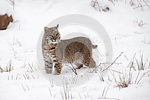 Bobcat Lynx rufus Stands in Snow Looking Out Winter