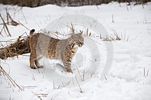 Bobcat (Lynx rufus) Stands in Snow Looking Right Winter