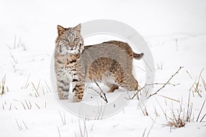 Bobcat Lynx rufus Stands in Snow Staring Out Winter