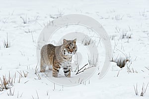 Bobcat (Lynx rufus) Stands Staring Out Winter