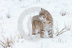Bobcat Lynx rufus Stands Still in Snow Looking Left Winter