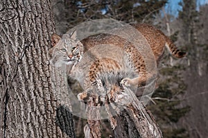 Bobcat (Lynx rufus) Stands on Stump