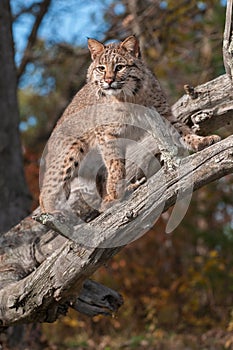 Bobcat (Lynx rufus) Stares Down from Branches