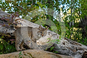 Bobcat (Lynx rufus) Stares Out From Atop Rock Ears Up Autumn