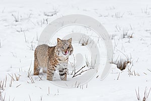 Bobcat Lynx rufus Stares Out Licking Nose Winter