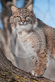 Bobcat (Lynx rufus) Stares from Tree