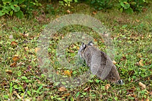 Bobcat (Lynx rufus) Stares Into Undergrowth Autumn