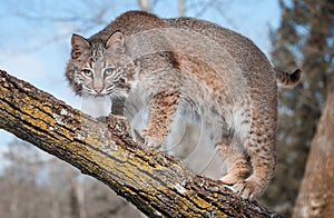 Bobcat (Lynx rufus) Stares at Viewer From Tree Branch