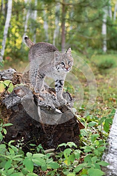 Bobcat (Lynx rufus) Steps Forward On Log Tip of Tongue Out Autumn
