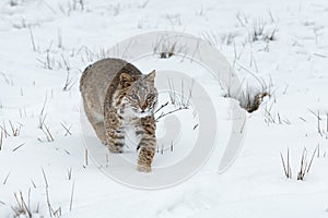 Bobcat Lynx rufus Steps Forward in Snow Winter