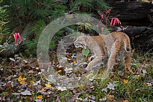 Bobcat Lynx rufus Steps Left Past Log Autumn