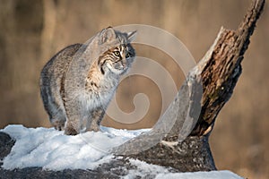 Bobcat Lynx rufus Steps to Right Winter