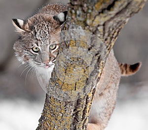 Bobcat (Lynx rufus) Sticks Out Tongue Behind Branch