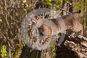 Bobcat (Lynx rufus) Stretches Between Stump and Tree