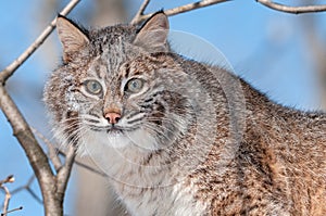 Bobcat (Lynx rufus) in Tree