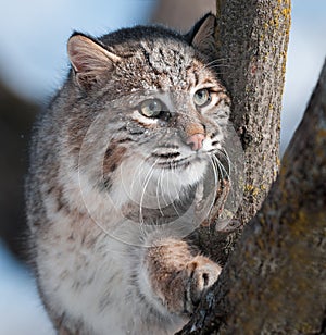 Bobcat (Lynx rufus) in Tree