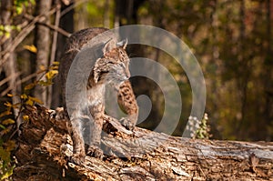 Bobcat (Lynx rufus) Turned Right