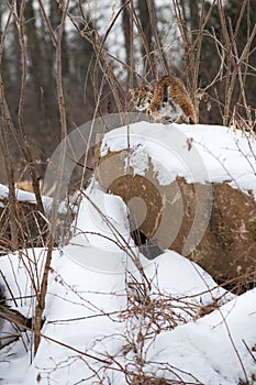 Bobcat (Lynx rufus) Turns Atop Snow Covered Rock Winter